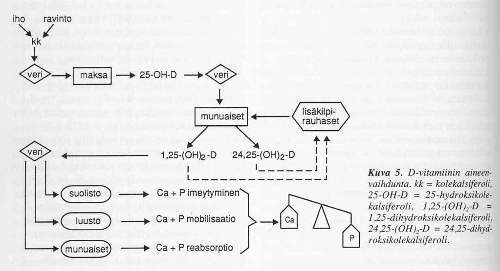 osteoporoosisuvut) ravinto (kalsium, fosfaatti, D-vitamiini) liikunta Osteoblastien toiminnan säätelijät D-vitamiinin aineenvaihdunta reseptorit ainakin seuraaville: lisäkilpirauhashormoni PTH 1,25