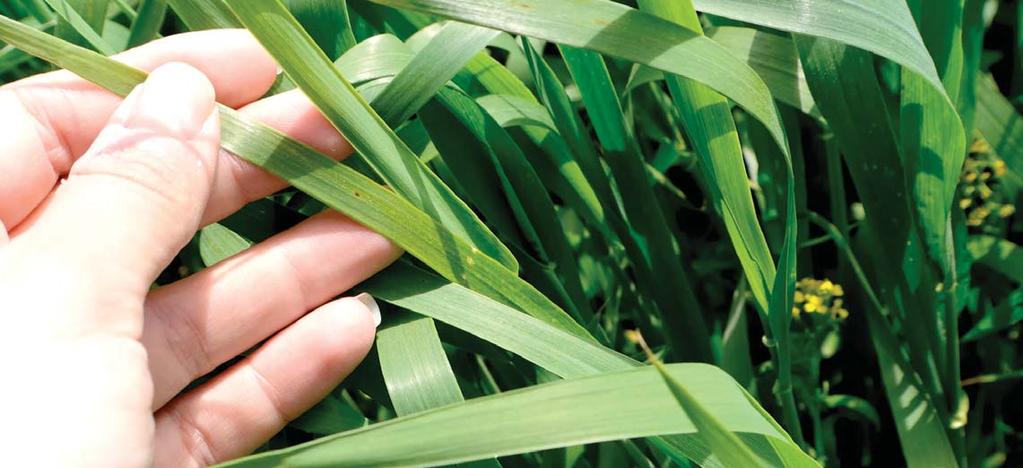 Integroidun torjunnan menetelmien testaamista ja kehittämistä yhdessä viljelijöiden kanssa PesticideLife on demonstraatiohanke, jossa integroidun kasvinsuojelun menetelmiä testattiin vuosina