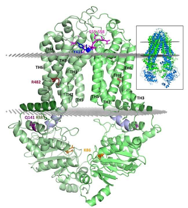 24 Kuva 4. BCRP-homodimeerin tietokoneella ennustettu rakenne (László ym. 2016). Monomeerit on esitetty vihreän eri sävyillä. Toiminnallisuuden kannalta tärkeät aminohapot on esitetty eri värein.