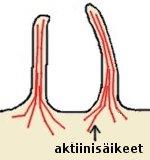 12 menetelmän makromolekyylien kuljettamiseen sytoplasmasta solun sisään.