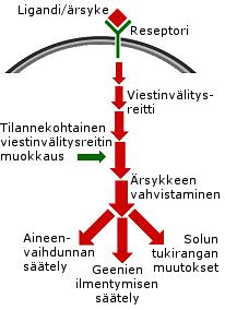 6 niiden reseptorit sijaitsevat solukalvolla. Viesti välittyy soluun toisiolähettien välityksellä.