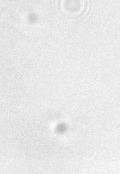 1. (a) (b) 2. 1 µm 1 µm Kuva 5: (a) Pienen lasipallon (halkaisija 1 µm) Brownin liikettä vedessä. Hiukkasen liikeradan alku- ja loppupisteet on merkitty numeroin 1. ja 2.