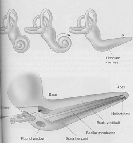 basilaarimembraanin tyvessä kärki = matala taajuus soikea ikkuna pyöreä ikkuna Paineaallon kierto: soikeasta ikkunasta