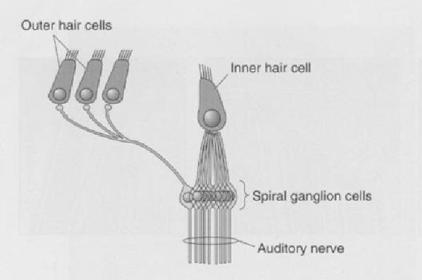 -kiertokulku korvan aistinsolussa -kanava endolymfaan aukeaa mekaanisesti Ulommat karvasolut toimivat vahvistimina -ulompien karvasolujen pituusmuutos muuttaa basilaarimembraanin värinäherkkyyttä