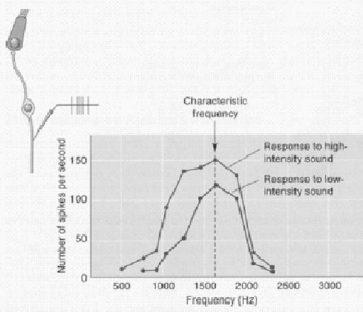 MGN (thalamus) Inferior colliculus Superior olive Cochlear nucleus Nucl.