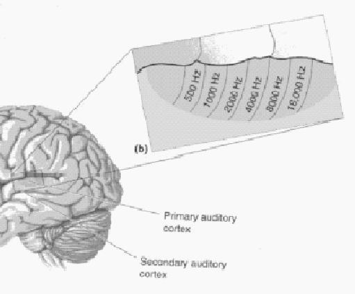 tietyille äänentaajuuksille ja solut tonotooppisesti järjestyneet -lisäksi soluja, jotka antavat vasteen monimutkaisemmille äänen piirteille (esim.