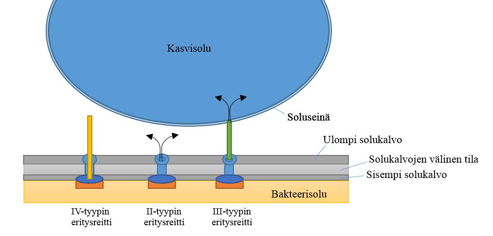 14 sekä rakenteen että kuljetusmekanismien suhteen (kuva 4). I-tyypin eritysreitti vastaa useimpien proteiinien kuljetuksesta bakteerisolun ulkopuolelle.