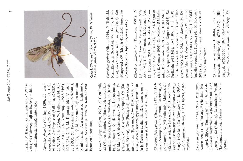 Sahlbergia 20. 1 (20 1 4). 2-27 7 (Turku), N (Hanko), Sa (Taipalsaari), K/ (Parikkala), Ok (Paltamo). Laji on löydetty meitä lähinnä Liettuasta. Isäntä tuntematon. Chorebus foveolus (Haliday, 1839).
