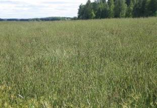 34 Pellon pitäminen pitkään nurmella ja sen säännöllinen niitto on myös yksi hyvä torjuntakeino.