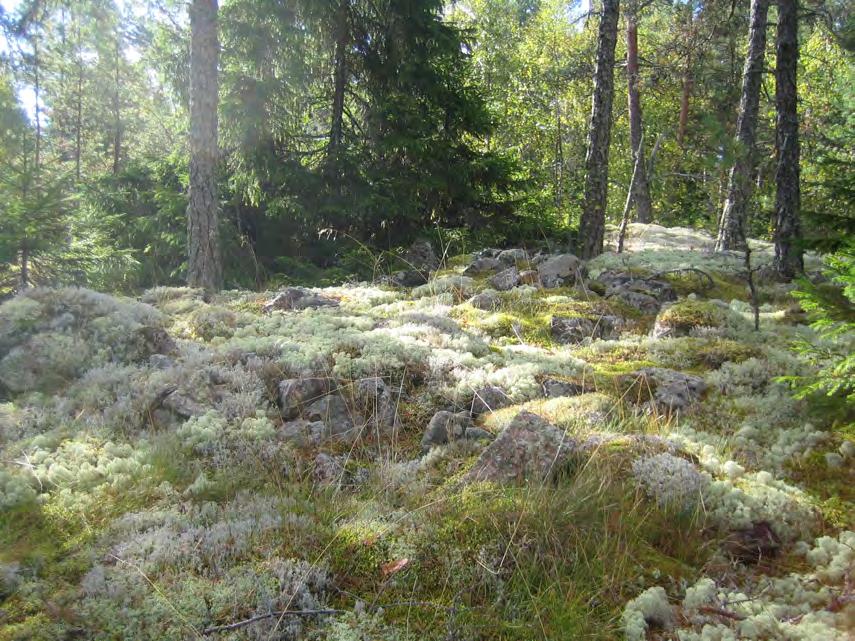 Kuva 11. Rauma Kalliola.