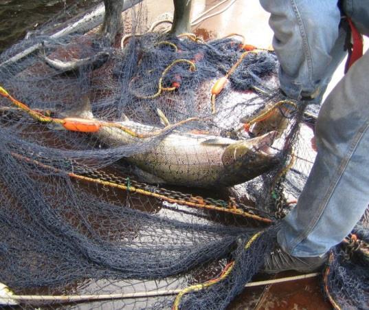 Kalojen pyynti kalateiden pyyntilaitteilla käynnistettiin viikolla 22 ja 23 lähes välittömästi kalateiden aukaisun jälkeen.