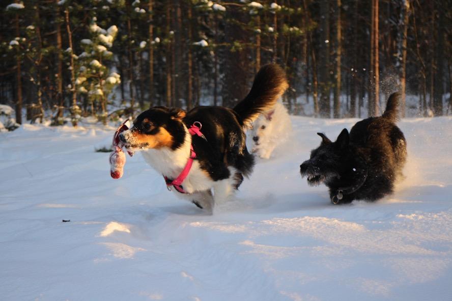 Rohkeasti vain, niin myös lehti on jäsenistönsä näköinen. Norjan pentunurkka päätyi jännittävästi näyttelyihin valmistautumiseen.