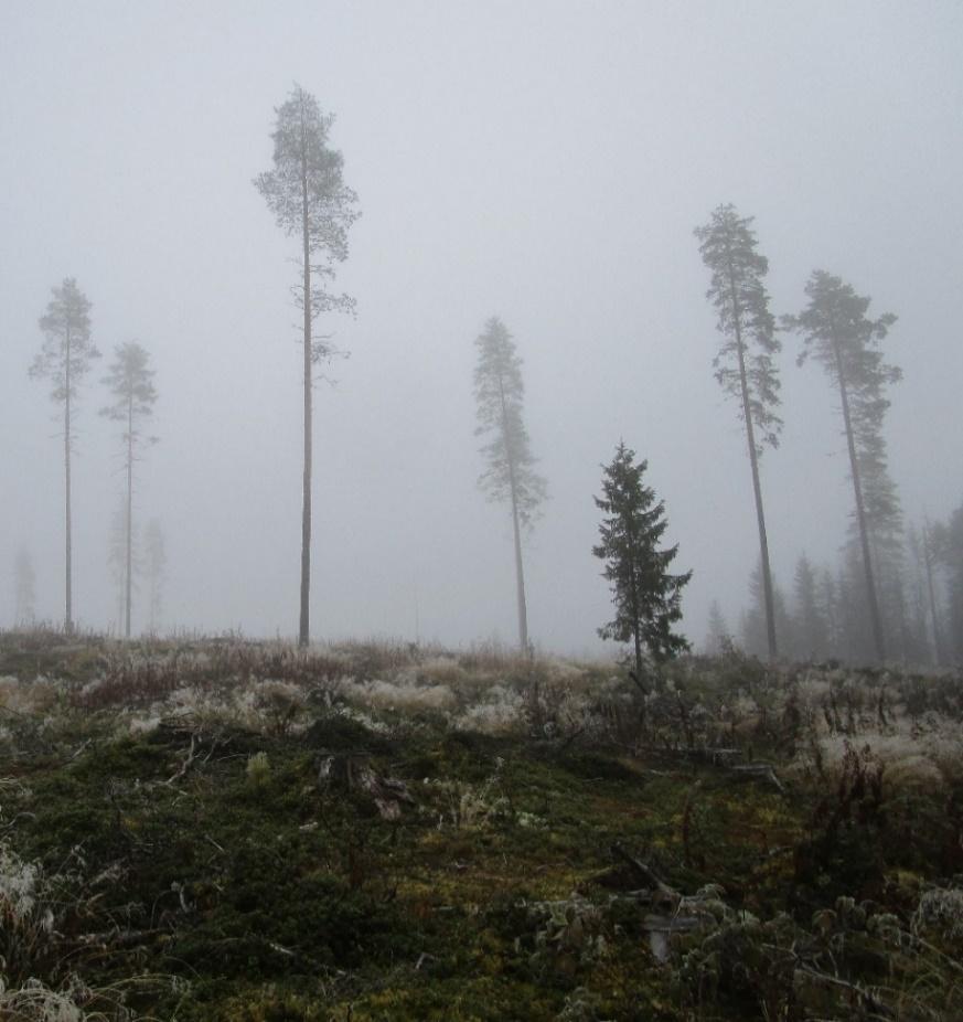 Vesakosta puhdas taimikko.