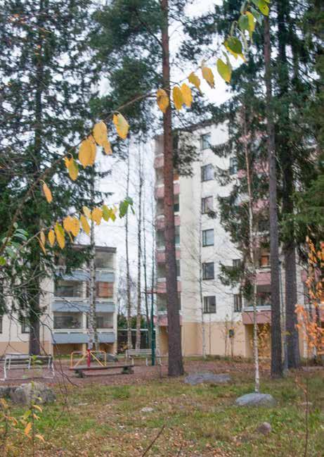 jossa piha-alue on pohjaltaan kulunutta metsää.