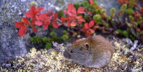MYYRÄTUTKIMUKSET KILPISJÄRVELLÄ Myyrien kannanvaihteluiden tutkiminen oli keskeinen kimmoke aloittaa myyrätutkimukset juuri Kilpisjärvellä.