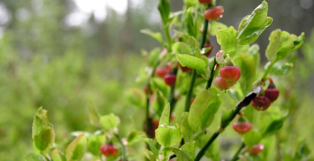 Kuva: Jouni Hyvärinen Mustikan menestyminen Kilpisjärven paljakka-alueella 1973 2012. 900 800 700 Mustikan kukinta on runsastunut paljakalla.