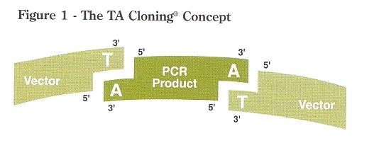 Taq -polymeraasi jättää PCR-tuotteen päähän aina yhden A:n ylimääräistä (overhang) Liitos = TA cloning