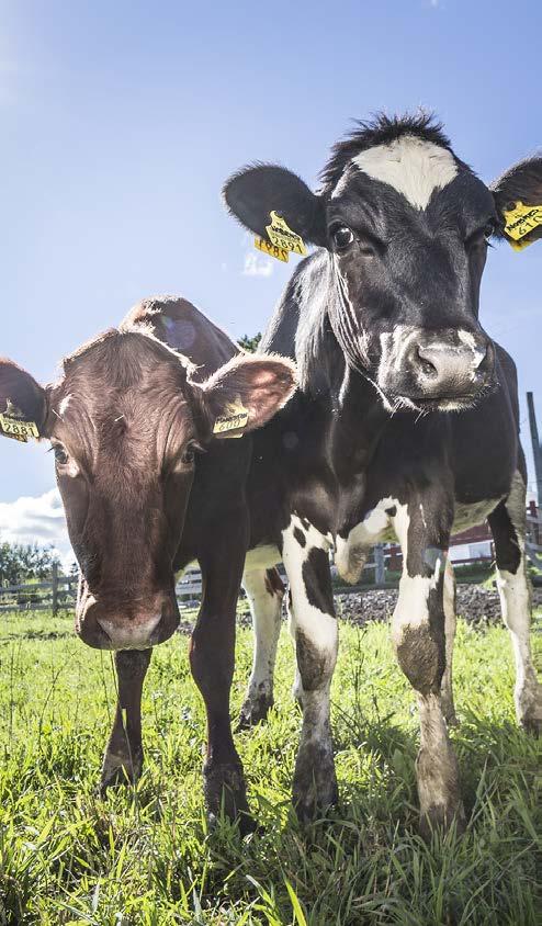 Raisioagro Maitotilojen rakennemuutos jatkui nopeana Naudanrehujen kysyntä painottui matalamman lisäarvon tuotteisiin Myynnin volyymi edellisen vuosineljänneksen tasolla, mutta jäi vertailukaudesta