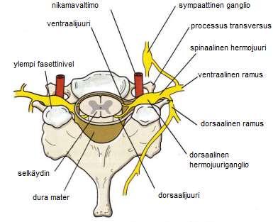 9 Ventraalisissa hermojuurissa on efferenttejä hermosäikeitä, jotka vievät hermoimpulsseja pois selkäytimestä.