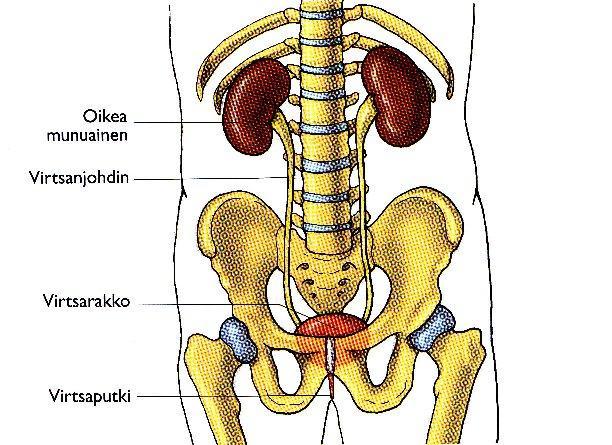 12 Kuva 2. Munuaiset ja virtsatiet edestä kuvattuna (Bjålie ym. 2007). 2.3 Säteilysuojelu Säteilysuojelun ensisijainen tarkoitus on pyrkiä ihmisten terveyden suojelemiseen (Mustonen ym. 2009, 12-14).