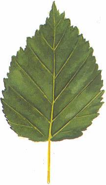 Hieskoivun hiirenkorvalle tulo kolmella Tunturi-Lapin mittauspisteellä 1997 2012 Kilpisjärvi LTSER-hankkeen (2010-2013) tuloksia (Metlan aineisto) Vain viisi vuotta sitten tämä data (vain 10:n vuoden