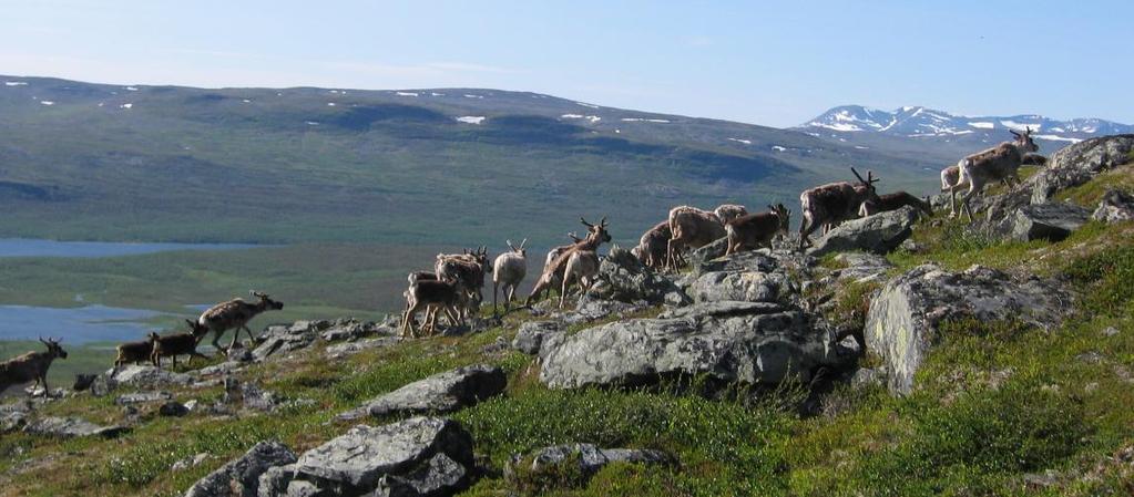 Monien Lapin pesimälintujen kannat ovat laskussa Tutkin Mallan luonnonpuiston lintuja 1979-1986, jonka jälkeen Luonnontieteellinen keskusmuseo on jatkanut laskentoja Kilpisjärven