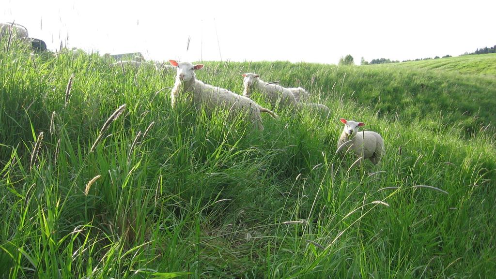 Säilöntäkokeita ja lammaskokemuksia Tutkija Arja