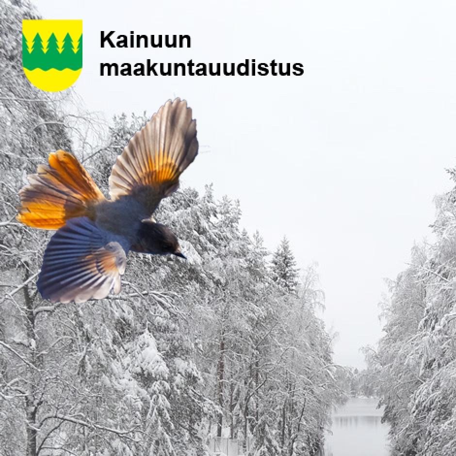 Muutosjohtaja Harri Mattila / Kainuun sote- ja