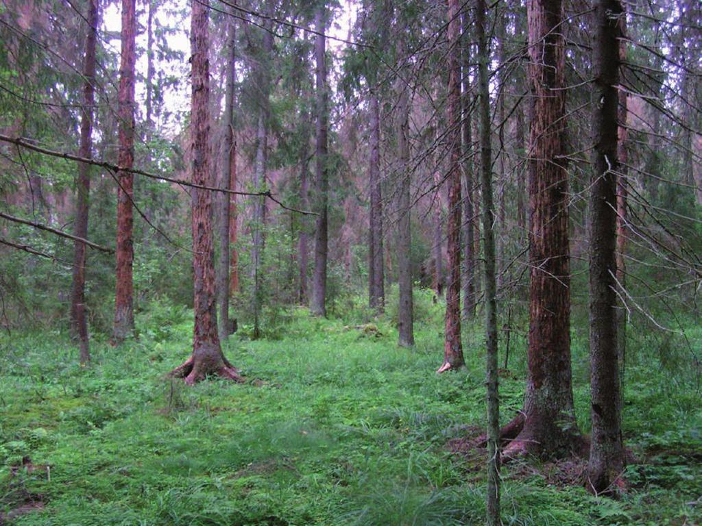 Komonen & Alajoki Kirjanpainajatuhot luonnonhoidon jälkeen Iitin Saviojalla Kuva 1. Iitin Saviojan suojelualueella kirjanpainaja tappoi puita myös metsän sisällä.