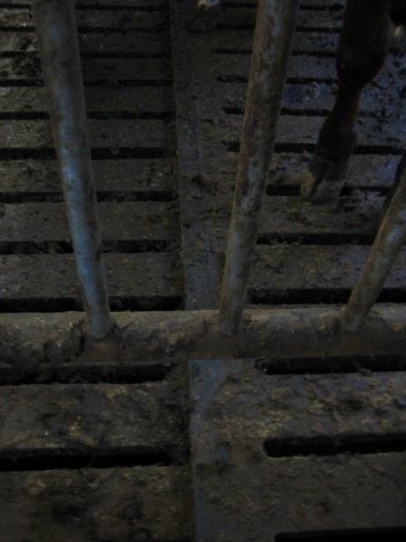 Niissä sonnit kasvoivat 6 kk:n iästä 10 kk:n ikäisiksi. Karsinan mitat olivat 6 x 6,7 m (syvyys x leveys) eli 40,2 m 2, joten lattiapinta-alaa oli 2 m 2 /eläin.