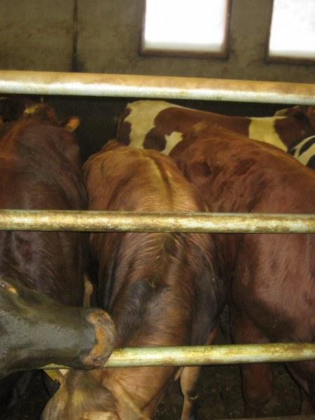 38 KUVIO 38. Teuraskypsien sonnien ryhmässä oli aina mukana jokunen pienempi yksilö. Keskimääräiset teuraspainot olivat kumimattopuolella: ryhmä 1 333,3 kg, ryhmä 3 361,0 kg ja ryhmä 5 363,2 kg.