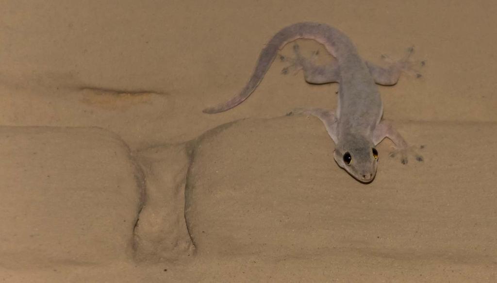 gekko.jpg Kuvassa on mielenkiintoinen rajaaus ja tuo kolon ja gekon muodon toistuvuus on kiinnostava.