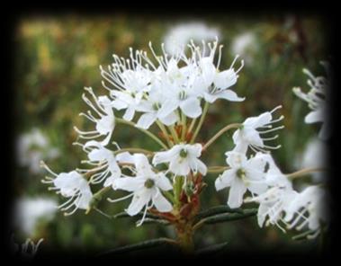 Suopursu (Rhododendron tomentosum) - haihtuvat yhdisteet voivat pidättyä naapurikasvien pinnoille ja vähentää tuhohyönteisten määrää niillä lupaavia ominaisuuksia kasvinsuojeluun Mekanismia