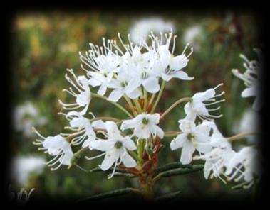 Suopursu (Rhododendron tomentosum) - haihtuvat yhdisteet voivat pidättyä naapurikasvien pinnoille ja vähentää tuhohyönteisten määrää niillä lupaavia ominaisuuksia kasvinsuojeluun Mekanismia