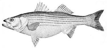 (1985): Trofiakaskadit: virtavedet Largemouth bass (huippupeto) ß Herbivorinen mutu (Campostoma) ß filamenttinen