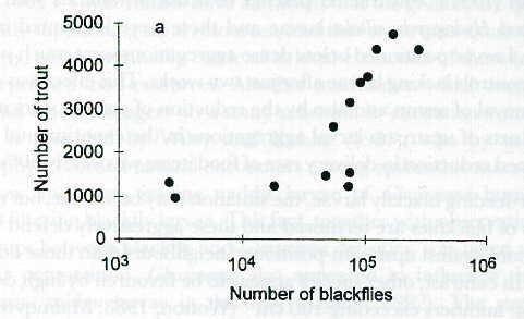 Gislason (1994): 13 vuotta taimen- ja mäkäräpopulaatioiden seurantaa Laxa-joessa Islannissa Miten heterotrofinen input vaikuttaa