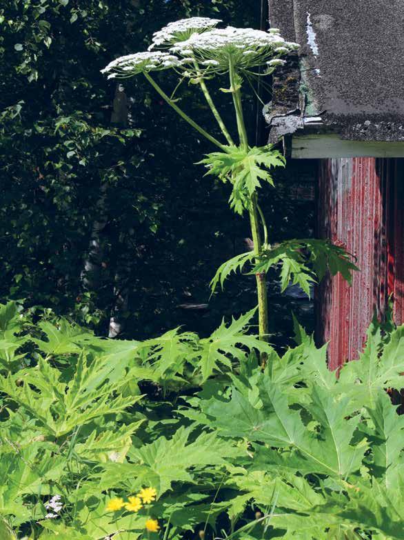 Jättiputket kasvavat nimensä mukaisesti jopa metrien korkuisiksi. Kuva: Juha Jantunen JÄTTIPUTKET Heracleum persicum -ryhmä Jättiputket ovat monivuotisia, Euroopan suurimpia ruohovartisia kasveja.