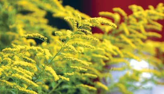 Kanadanpiiskun keltaisista kukista koostuvat mykeröt muodostavat komeita sivuille roikkuvia kukintohaaroja.