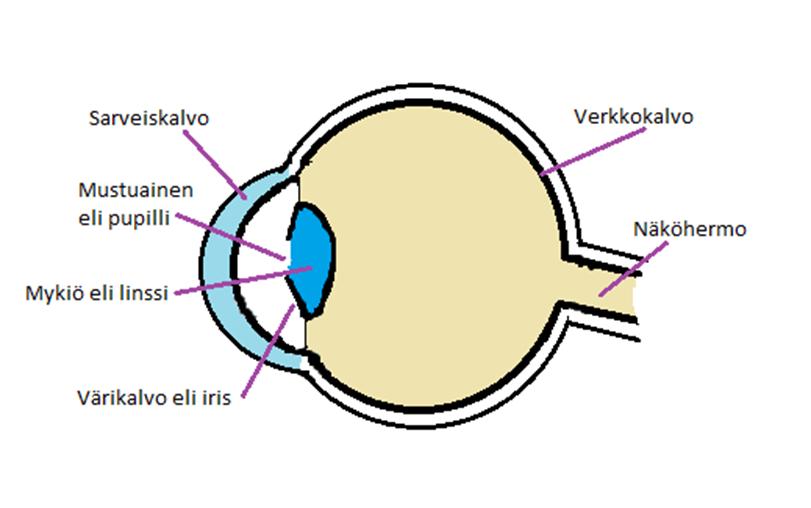 7 Teemme opinnäytetyötämme Kymenlaakson keskussairaalassa sijaitsevaan silmätautiyksikköön. Silmätautiyksikössä tehdään erilaisia silmätoimenpiteitä ja tutkimuksia.