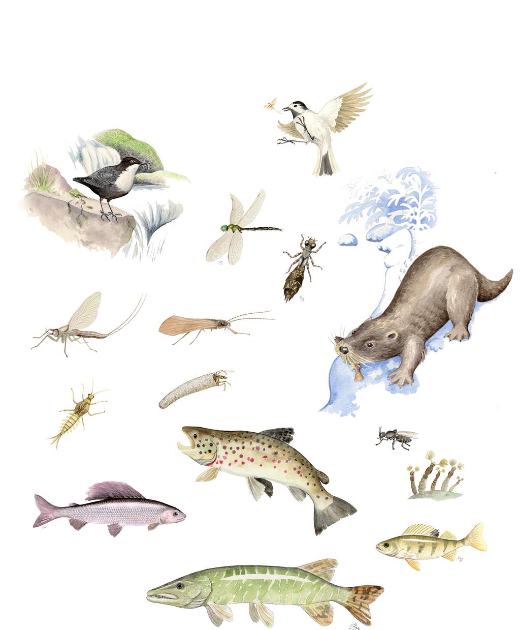 Jokivarren eläimiä Nimeä lajit: AHVEN, KOSKIKARA, SAUKKO, MÄKÄRÄ, TAIMEN,