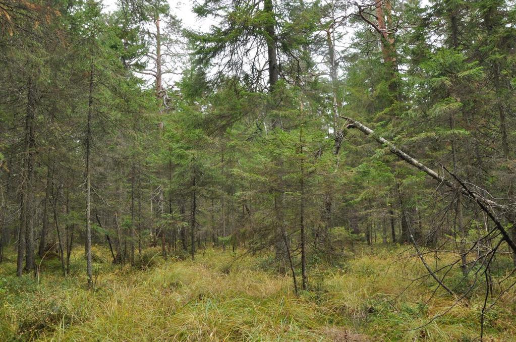 Kuvio 34. Luontotyyppi: mustikkakorpi (ojikko), Natura-tyyppi: puustoiset suot (91D0) Ojitettu välipintakorpi, jonka ojat ovat lähes kokonaan tukossa. Ojituksen jäljet ovat kumoutuneet hyvin.