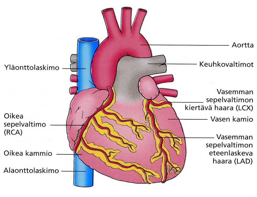 11 Kuva 2. Sydän ja sepelvaltimot edestä. (Mäkinen & Vanhanen & Penttilä & Nuotio & Koivisto & Väisänen & Alapappila 2006, 6.