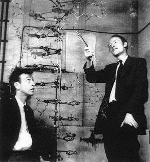 DNA:n rakenne James Watson
