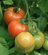 Tomaatin kypsyminen Antisense GM-lajikkeet Flavr Savr ja Endless