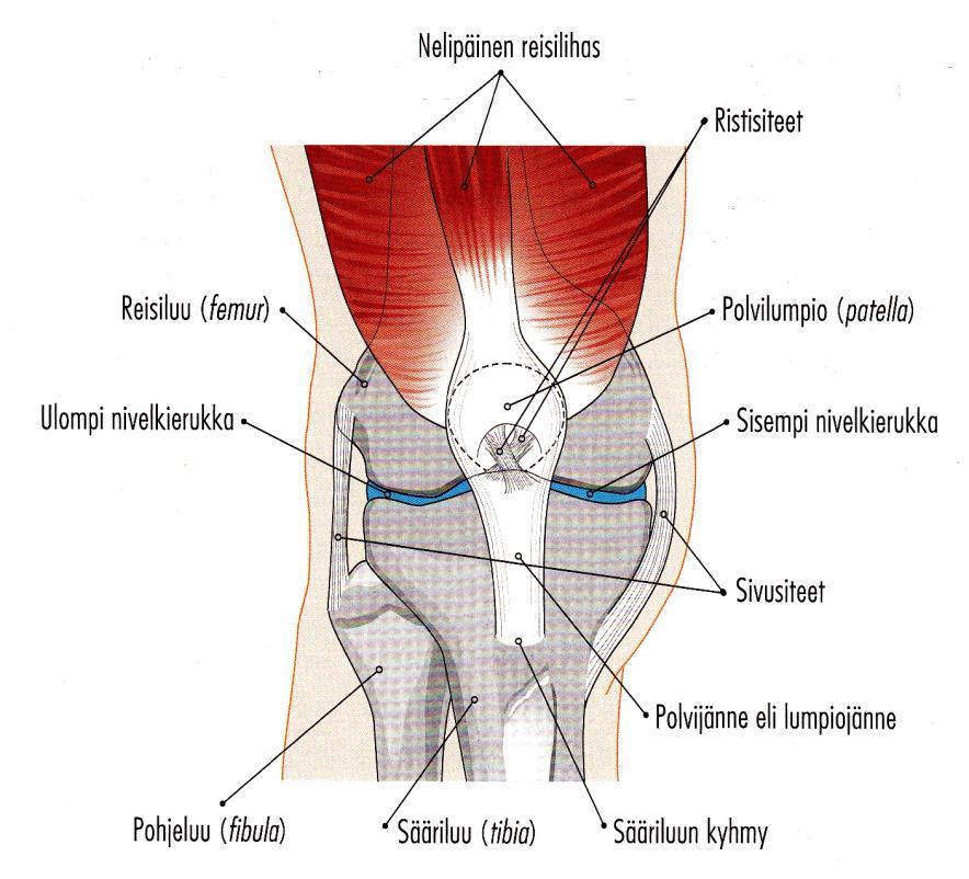 KUVA 2. Polvinivel edestä katsottuna. (Lätti 2010, 67) Reisi - ja sääriluun sekä kierukkojen välillä nivelpussissa on useita vahvoja nivelsiteitä (ligamentum, lig.