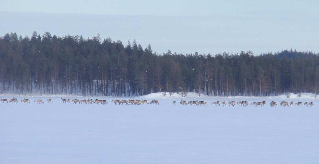 Vieksin peuroja keväällä 2010 Kellojärven jäällä Kyläkehittämishanke 2011, jatkosuunnitelma 2012-2013 10 osahanketta Seminaariosallistuminen luonto-osahankkeessa Kylän ja