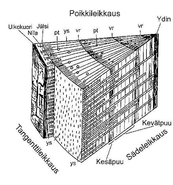 11 Kuvio 1. Havupuun leikkaussuunnat. Runko kuvattuna kolmesta eri leikkaussuunnasta. vr: vuosiluston raja, pt: pihkatiehyt, ys: ydinsäde. (Kärkkäinen 2007, 18.) 2.