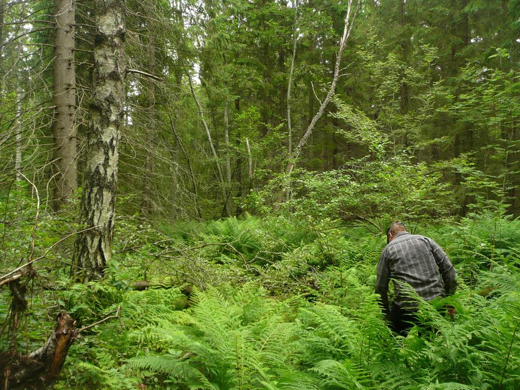 Kuva 3: Vaskiluodon kosteikkoalue sopii parhaiten Vaskluodon virkistysalueen reitittömäksi "syrjäosaksi", johon vain vähäinen osa alueen virkistyskäytöstä ohjautuu.