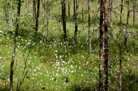 6,5 hehtaarin suuruinen Muurainsuo on isovarpurämettä.