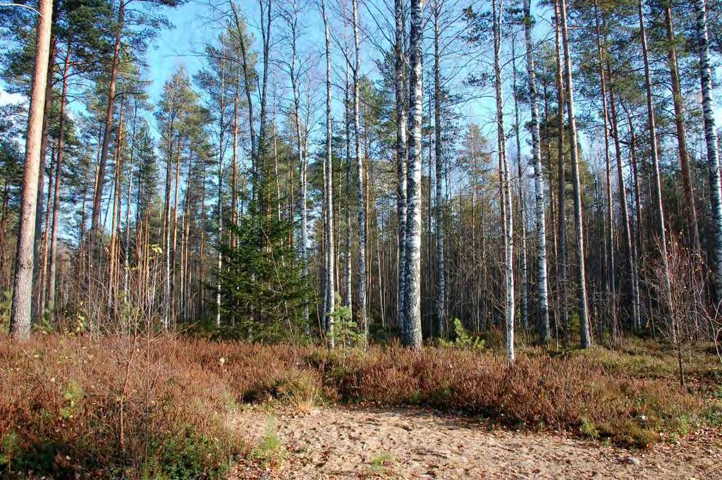 214005188 7 Kuva 3 Seniorikorttelin lounaisosaa. 3.1.3 Rakennettu ympäristö Kaava-alueella, sen länsiosassa,